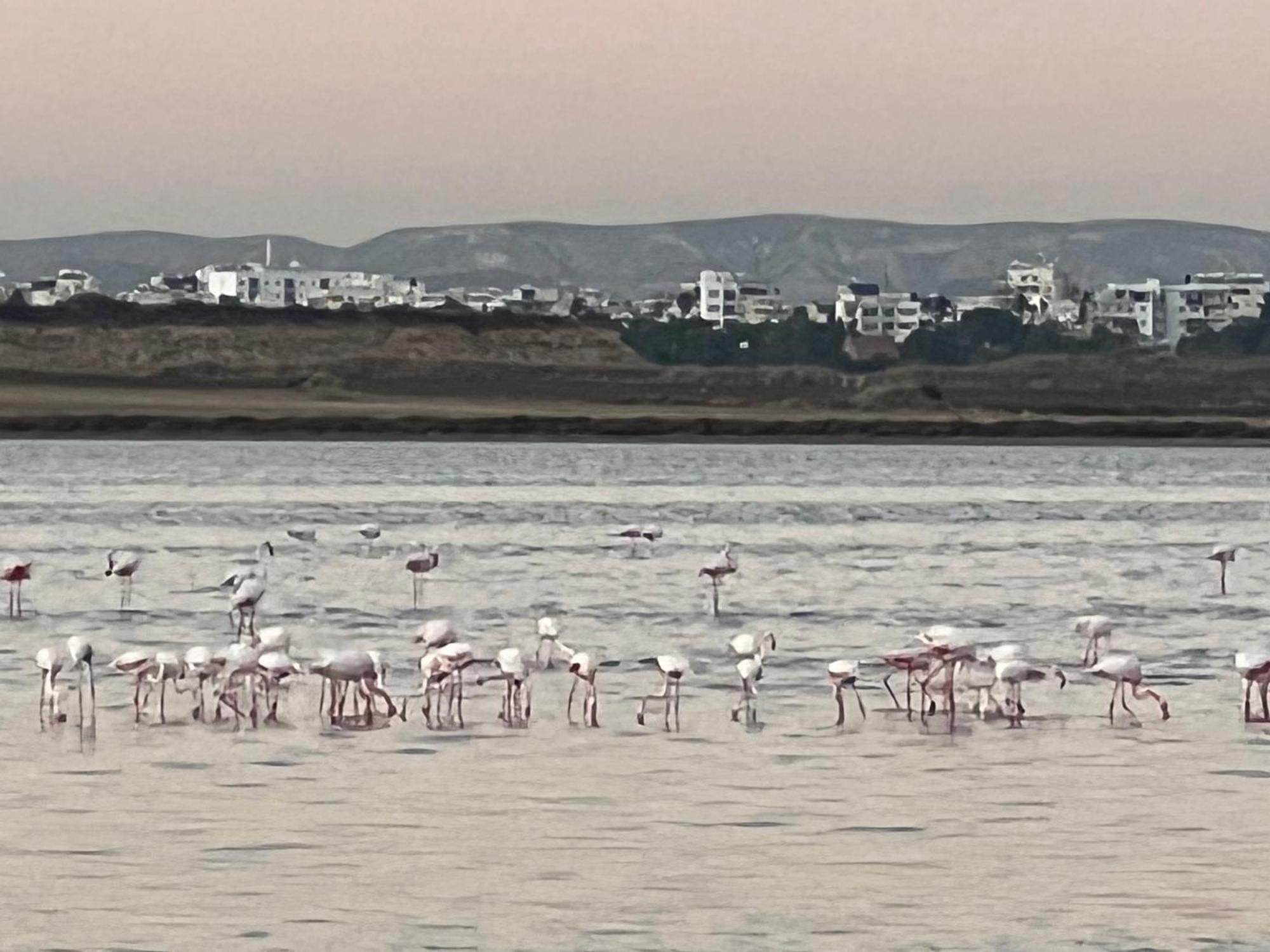 לרנקה Salt Lake מראה חיצוני תמונה